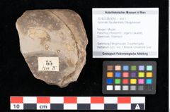 Foto (Objekt + Etikett) von Xylomites liquidambaris Ettingshausen (NHMW-GEO-2024-0188-0055)